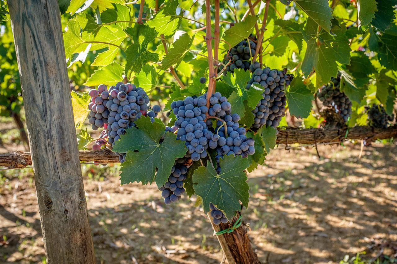 Agriturismo Podere La Rocca Аббадия-ди-Монтепульчано Экстерьер фото