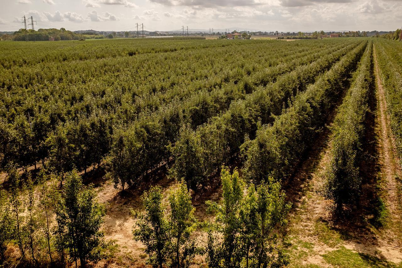Agriturismo Podere La Rocca Аббадия-ди-Монтепульчано Экстерьер фото